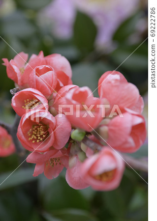 花弄皺了 花弄皺了 69222786