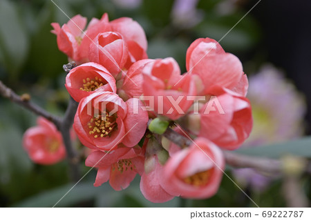 花弄皺了 69222787