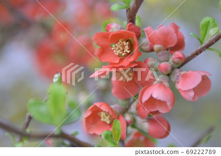 花弄皺了 花弄皺了 69222789