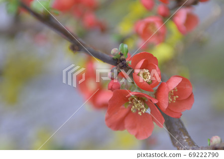 花弄皺了 花弄皺了 69222790