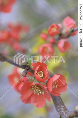 花弄皺了 花弄皺了 69222791
