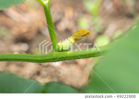 Female flower of melon (June) Home garden 69222800