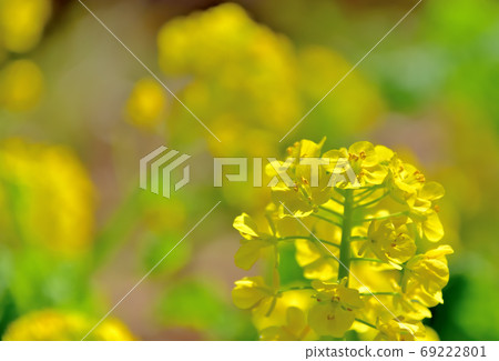 Flowers that bloom in spring, Nanohana 69222801