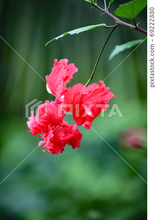 Hibiscus Hibiscus 69222880