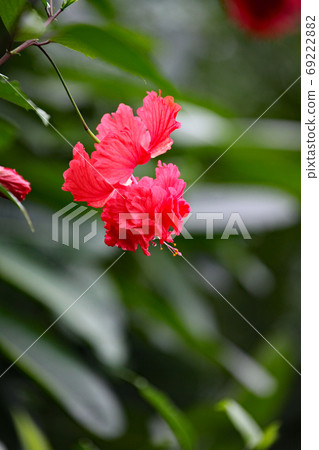 Hibiscus Hibiscus 69222882