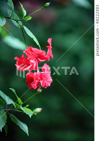 Hibiscus Hibiscus 69222883