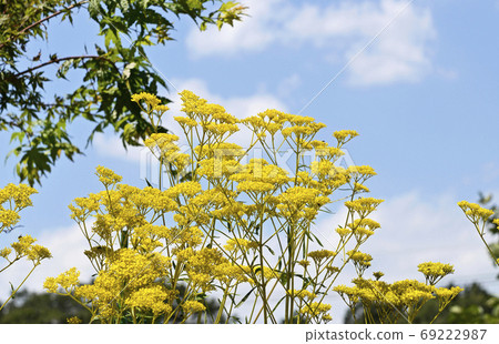 Ominae（maro flower） 69222987