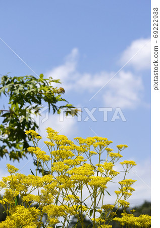 Ominae（maro flower） 69222988