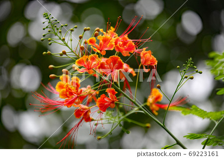 Awamori Awamori 69223161