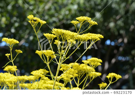 Ominae (maro flower) 69223170