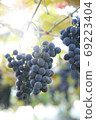 Vineyard wine 69223404