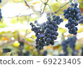 Vineyard wine 69223405