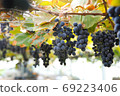 Vineyard wine 69223406