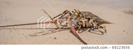 Spiny lobster inhabits tropical and subtropical waters BANNER, LONG FORMAT 69223656