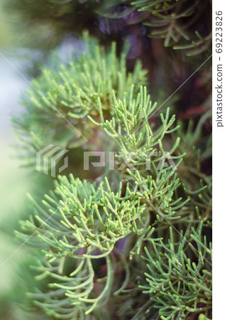 Juniper Tree in Winter Foggy Morning in Soft Focus Background. 69223826