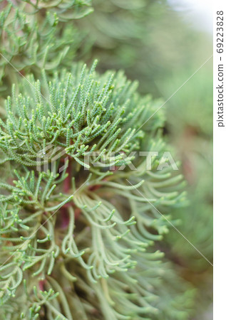 Juniper Tree in Winter Foggy Morning in Soft Focus Background. 69223828