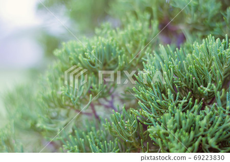 Juniper Tree in Winter Foggy Morning in Soft Focus Background. 69223830