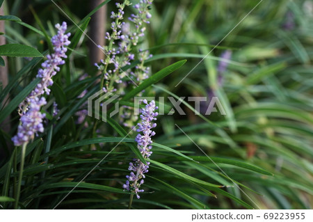 Yaburan Yaburan 69223955