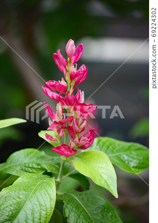 Megaskepasma erythroclamis 69224302