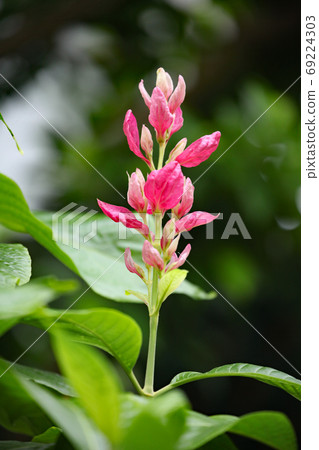 Megaskepasma erythroclamis Megaskepasma erythroclamis 69224303