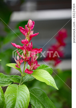 Megaskepasma erythroclamis 69224304