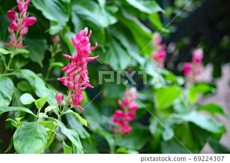 Megaskepasma erythroclamis Megaskepasma erythroclamis 69224307