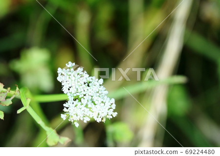 After the rain, the flowers of Yamageri are beautiful! 69224480