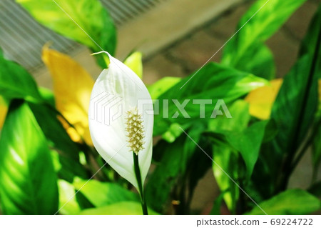 Spasphiram similar to anthurium Spasphiram similar to anthurium 69224722