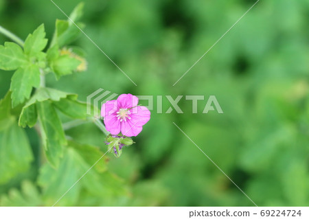 Red flower Genoshoko, rare in the Kanto region (current evidence) Red flower Genoshoko, rare in the Kanto region (current evidence) 69224724