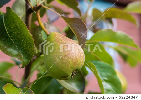 A small red-yellow pear on a blurred green-pink background. A small red-yellow pear on a blurred green-pink background. 69224847