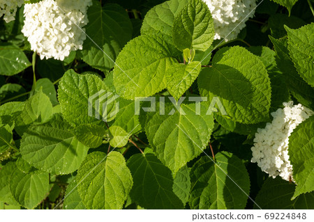 Bright green leaves with raindrops and white flowers. Bright green leaves with raindrops and white flowers. 69224848