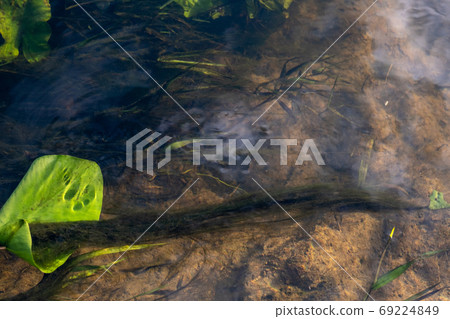 Developing long algae in a stream of water in the rays of sunlig Developing long algae in a stream of water in the rays of sunlig 69224849