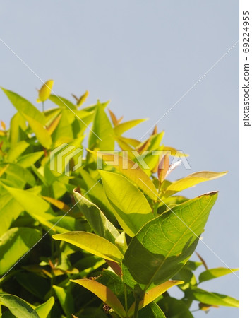 blur organic green plant leaves shallow depth of field under natural sunlight and dark environment in home garden outdoor for peaceful mood backdrop or background 69224955