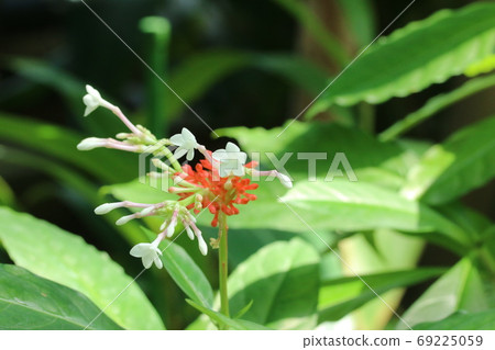 印度jaboku(印度蛇紋石)芽和花開始綻放 印度jaboku(印度蛇紋石)芽和花開始綻放 69225059