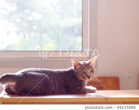 cute short hair young asian kitten grey and black stripes home cat relaxing lazy on a bed portrait shot selective focus blur home indoor background 69225066