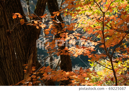 Autumn leaves in Akiyama. Mt. Takao and Mt. Jinma. Autumn leaves in Akiyama. Mt. Takao and Mt. Jinma. 69225087