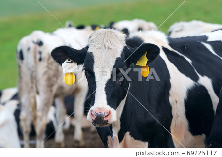 Beef Holstein 69225117