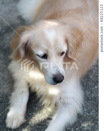 lovely long hairy white fur cute fat dog laying on cold ceramic tiles floor making sad face with relax mood lovely long hairy white fur cute fat dog laying on cold ceramic tiles floor making sad face with relax mood 69225123