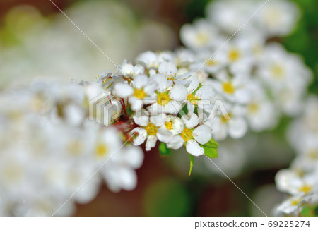 白花雪柳盛開在春天 69225274