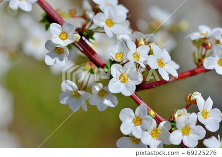 白花雪柳盛開在春天 69225276