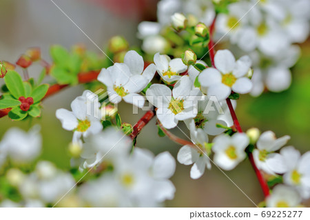 白花雪柳盛開在春天 69225277