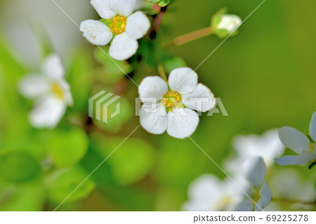 白花雪柳盛開在春天 69225278