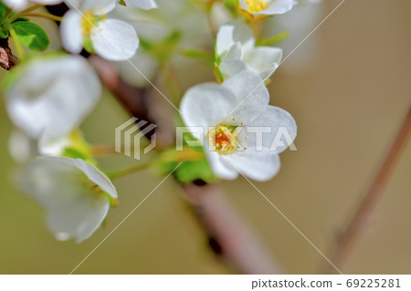白花雪柳盛開在春天 白花雪柳盛開在春天 69225281