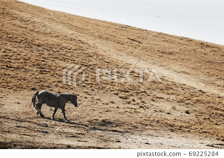 Horse in the valley Horse in the valley 69225284