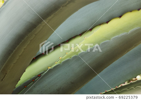 Blue agave detail 69225379