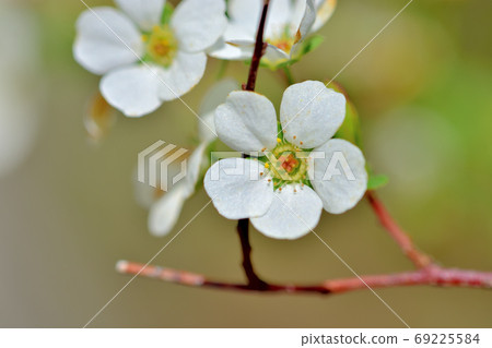 白花雪柳盛開在春天 69225584