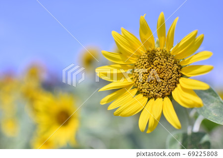 Summer sunflower 69225808