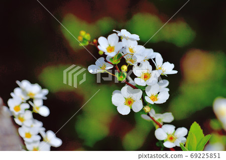 White flowers snow willow blooming in spring White flowers snow willow blooming in spring 69225851