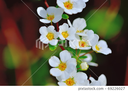 White flowers snow willow blooming in spring 69226027