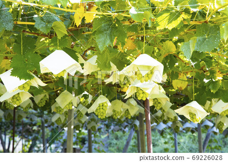 Yamanashi vineyard Yamanashi vineyard 69226028